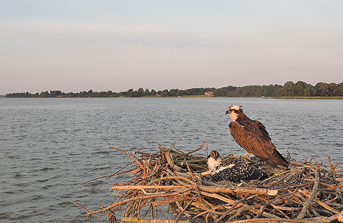 Ospreys, their fate once up in the air, soar again over Chesapeake